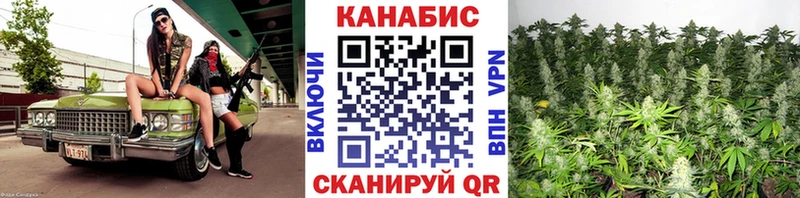 Каннабис планчик  Ессентукская 